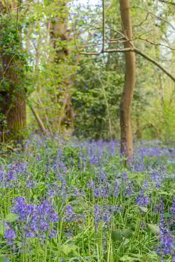 Bluebells in Bradley Woods
