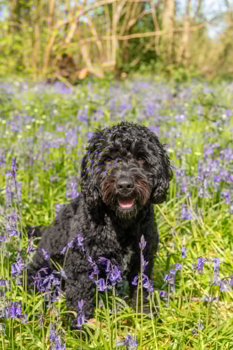 Dog in Bradley Woods sitting in Bluebells