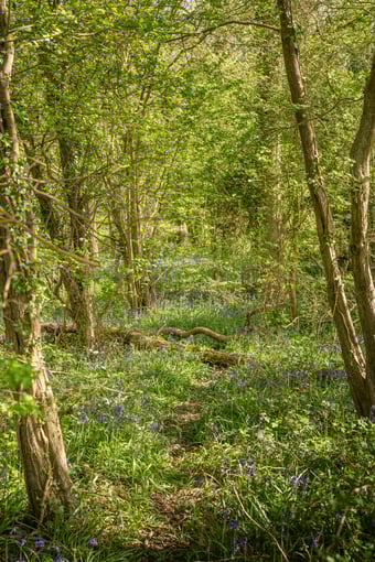 Pathway of bluebells