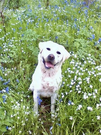 Labrador sat in Bradley Woods in bluebells